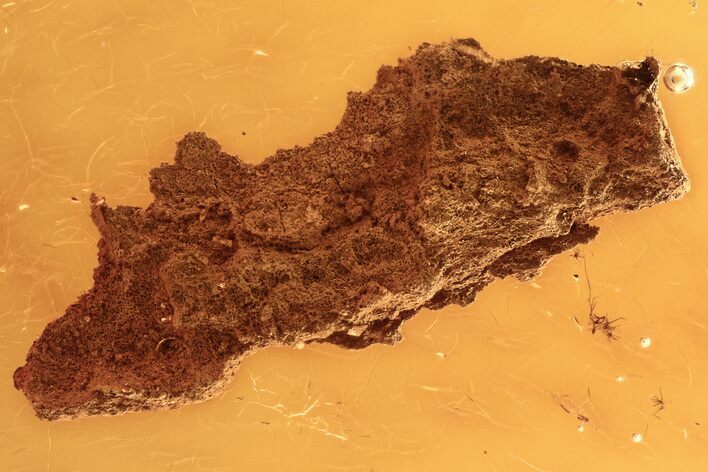 Fossil Fungus Gnat (Sciaridae) and Bark Fragment In Baltic Amber #284572